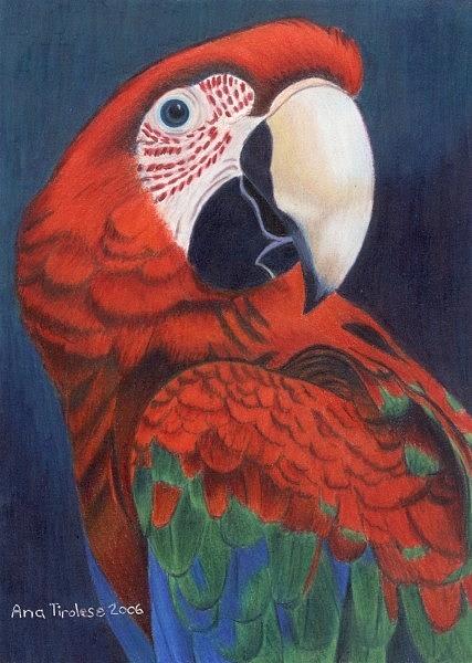 Macaw Parrot Drawing by Ana Tirolese