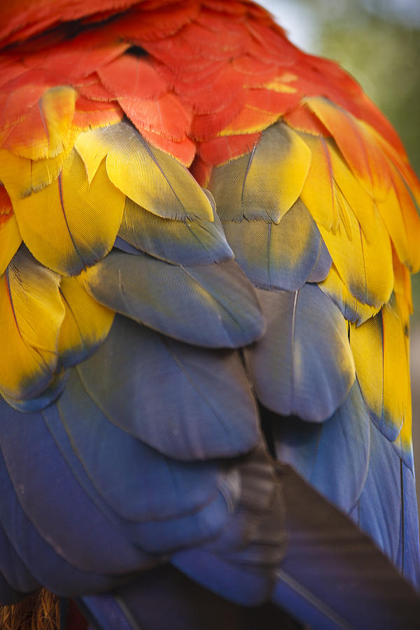 Abstract Photograph - Macaw Parrot Plumes by Adam Romanowicz