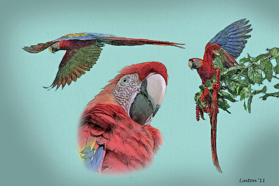Macaw Sketch Digital Art by Larry Linton