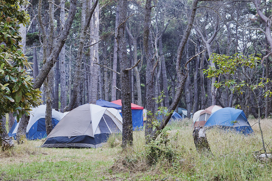 Mackerricher State Park Photograph by Douglas Orton - Pixels