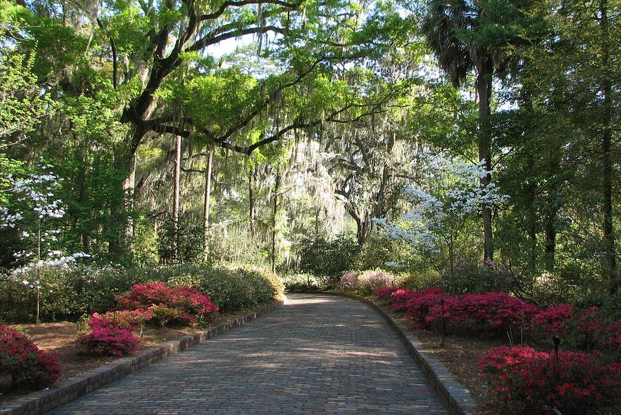 Maclay Gardens Photograph by Carla Parris