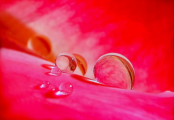 Droplet Photograph - Macro 001 by Peter Pham