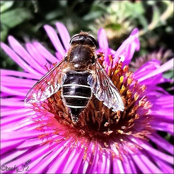 Flower Photograph - Macro Bee No Olloclip Used😱 by Paul Burger