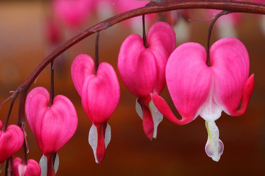 Flowers Still Life Photograph - Macro Bleeding Hearts by Doug Lloyd