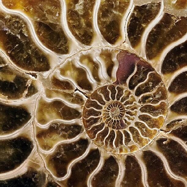 Shell Photograph - #macro #closeup #shell #pattern by Andrey Suchkov