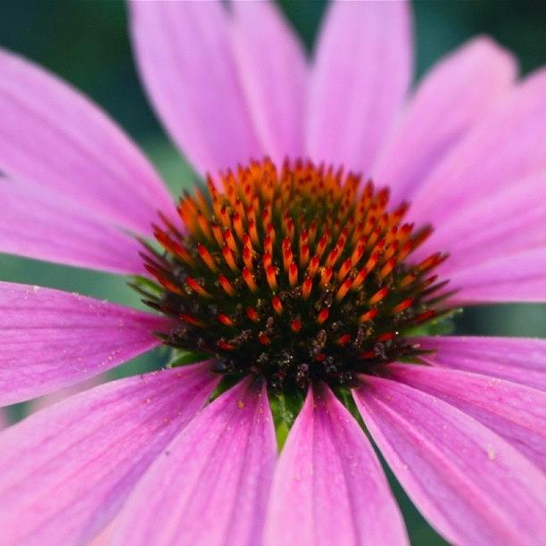 Flower Photograph - Macro Cone Flower   by Justin Connor