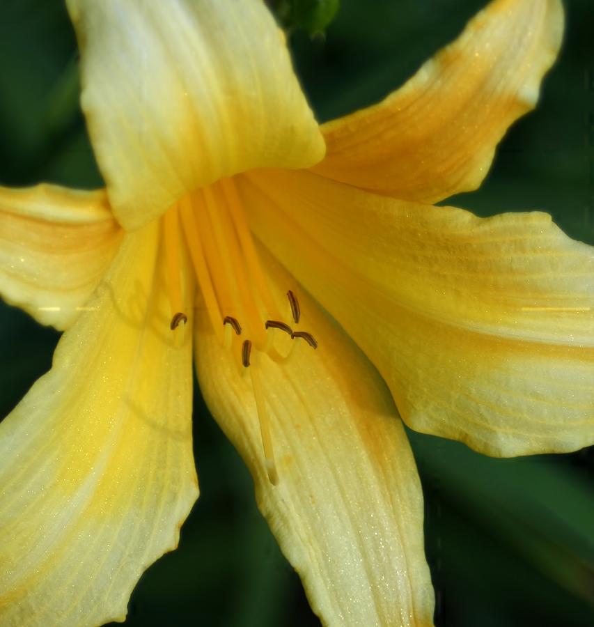 Macro Day Lily Photograph by Barbara S Nickerson