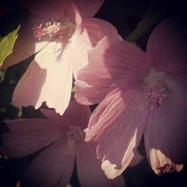 Floral Photograph - #macro #floral by Teresa Mork