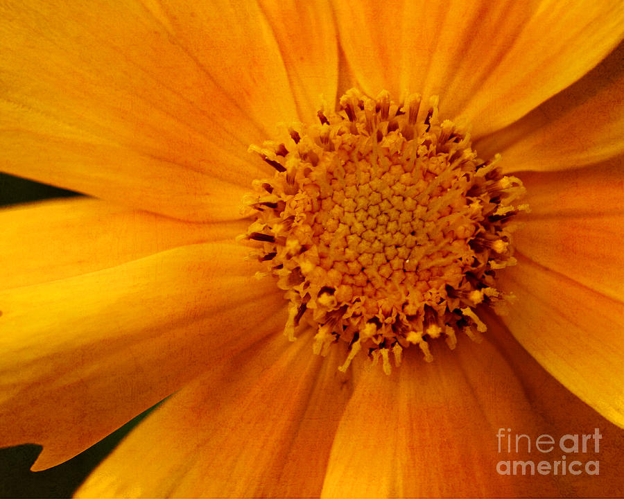Macro Daisy Flower Photograph by Smilin Eyes Treasures