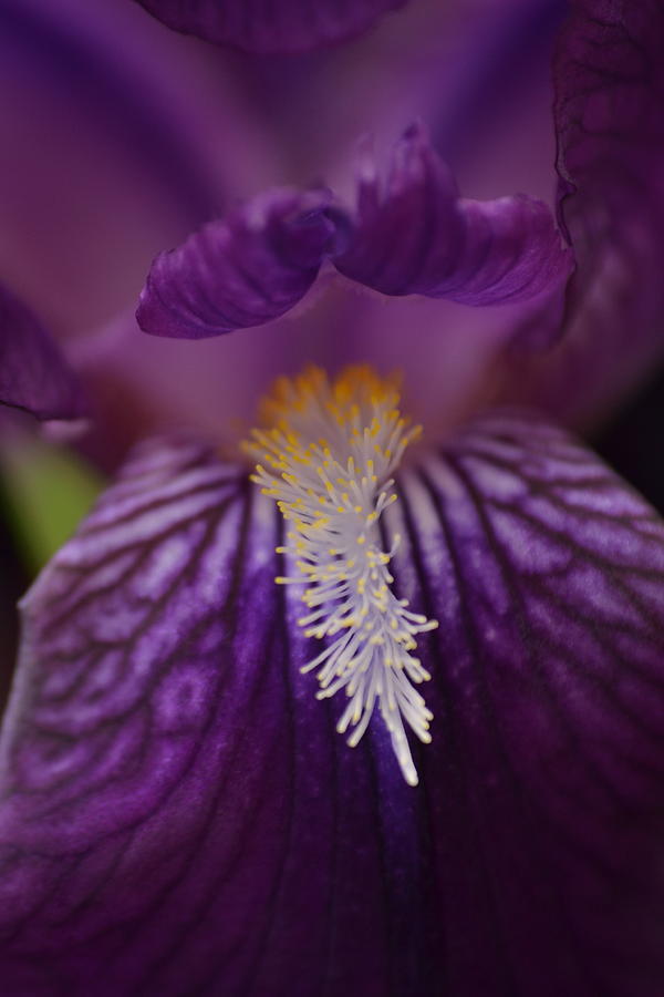 Macro in Purple by JD Grimes Macro in Purple by JD Grimes