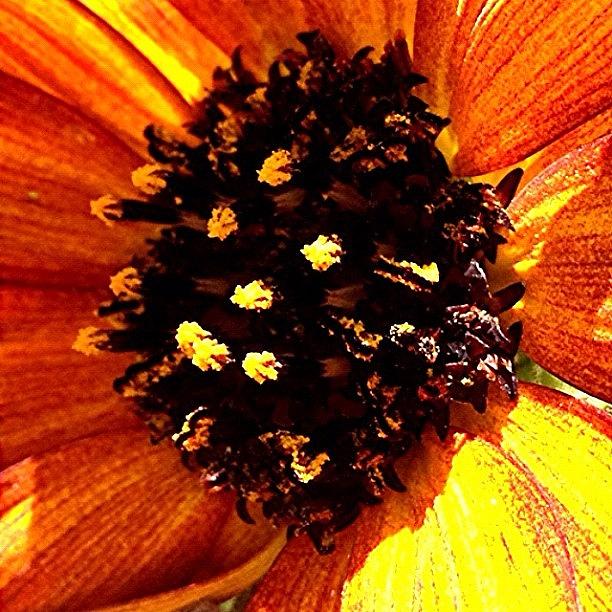 Sunflower Photograph - #macro #macromania #macrogardener by Jim Neeley