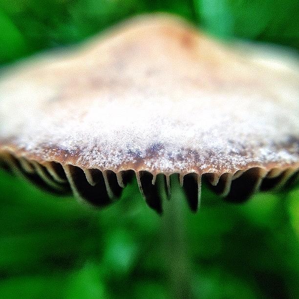 Mushroom Photograph - Macro Mushroom Flying Saucer by Natasha Marco