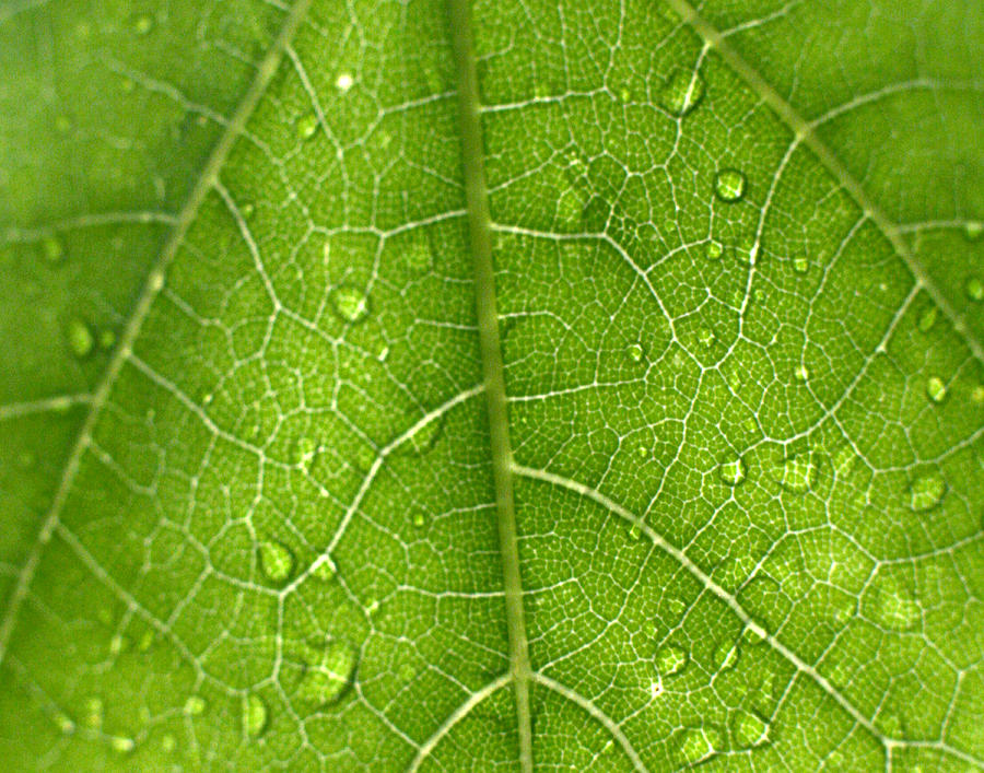 Macro of a wet leaf Photograph by Seth Solesbee - Fine Art America