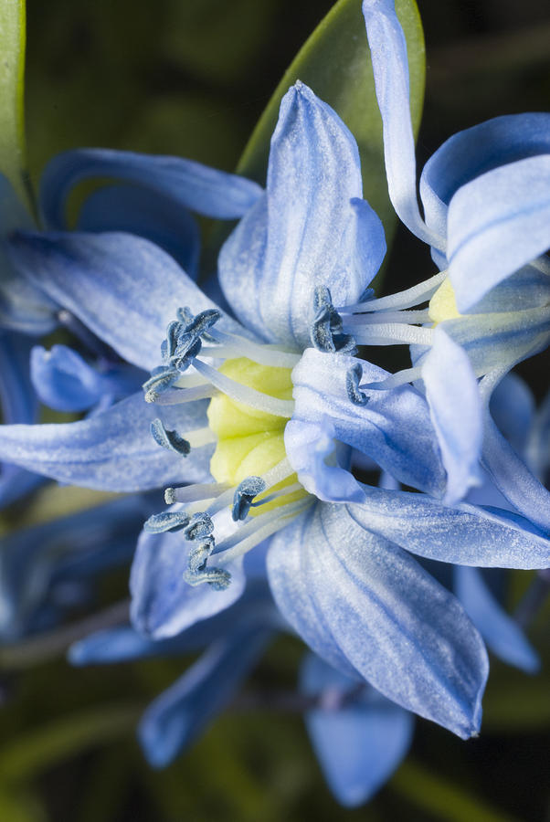 Macro Of Blue Snowdrop by Igor Sinitsyn Royalty Free and Rights