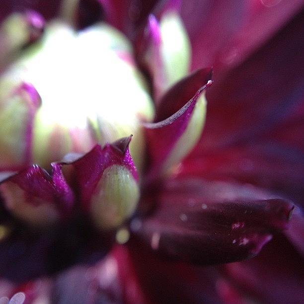 Macro of dahlia petal Photograph by Gracie Noodlestein