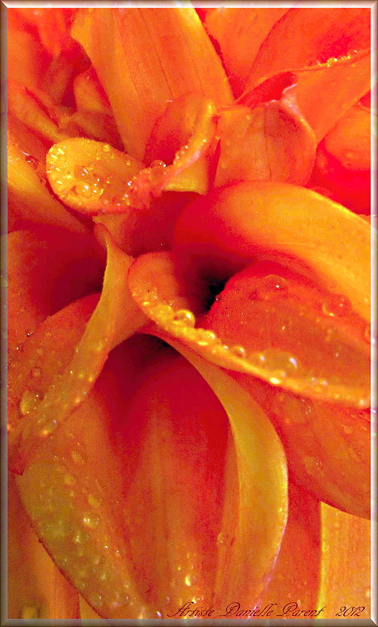 Botany Photograph - Macro Orange Dahlia by Danielle  Parent