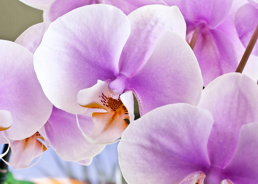 Macro Pink Orchids Photograph by Joe Carini - Printscapes