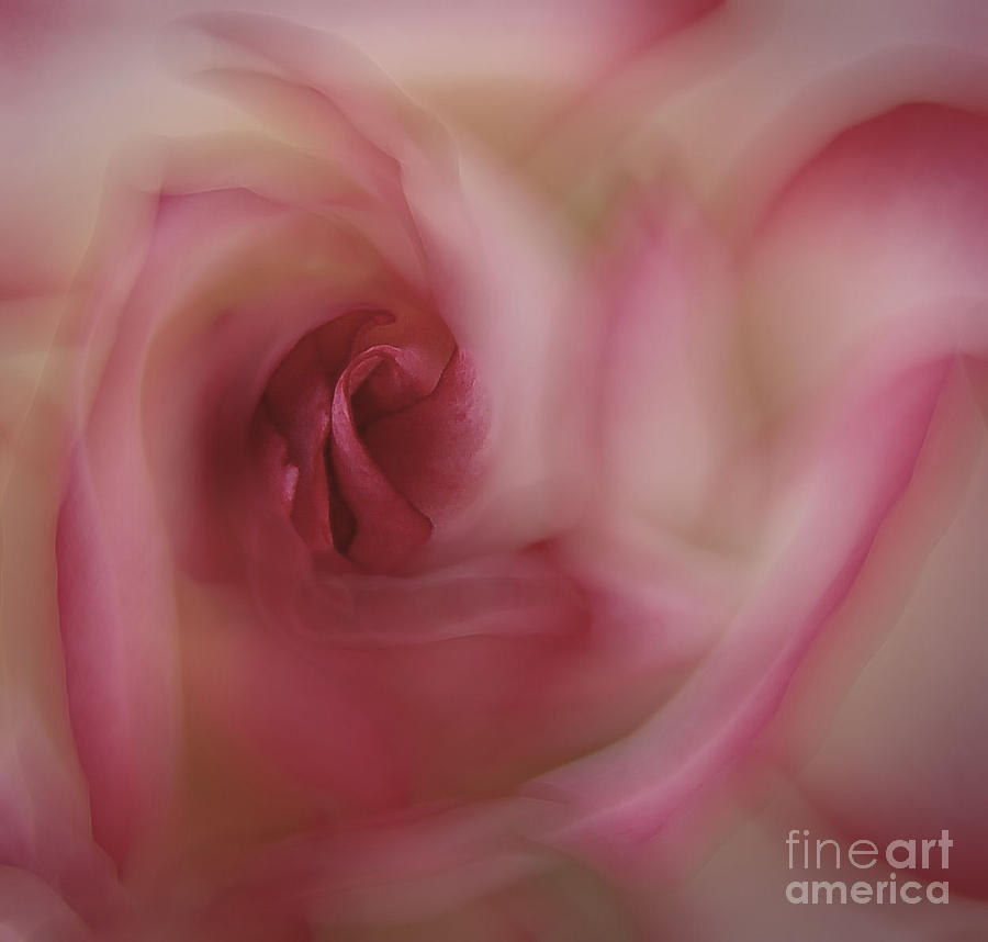 Macro Rose Photograph by Andrea Kollo