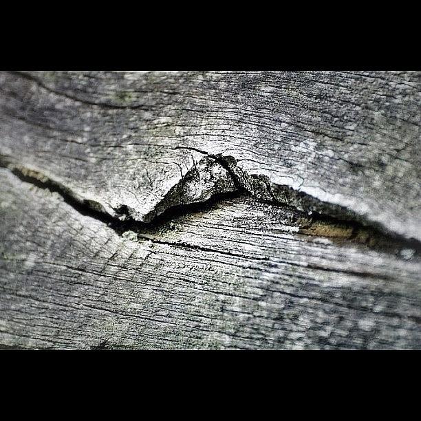 Wooden Photograph - Macro Shot Of A Crack In The Wooden by Sascha  Buchholz