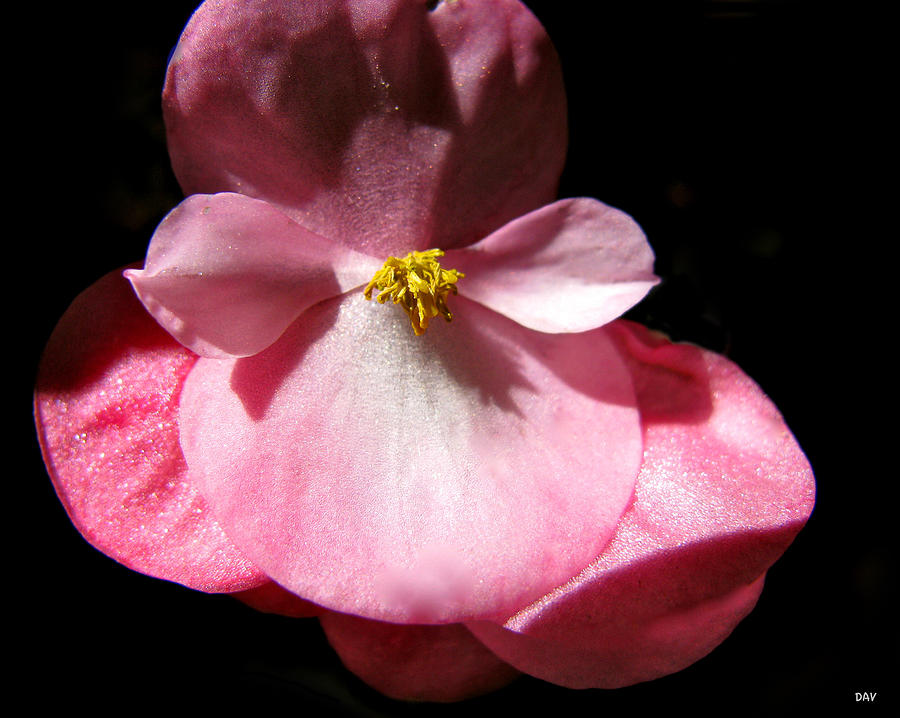 Macro Sparkle Floral Photograph by Debra     Vatalaro