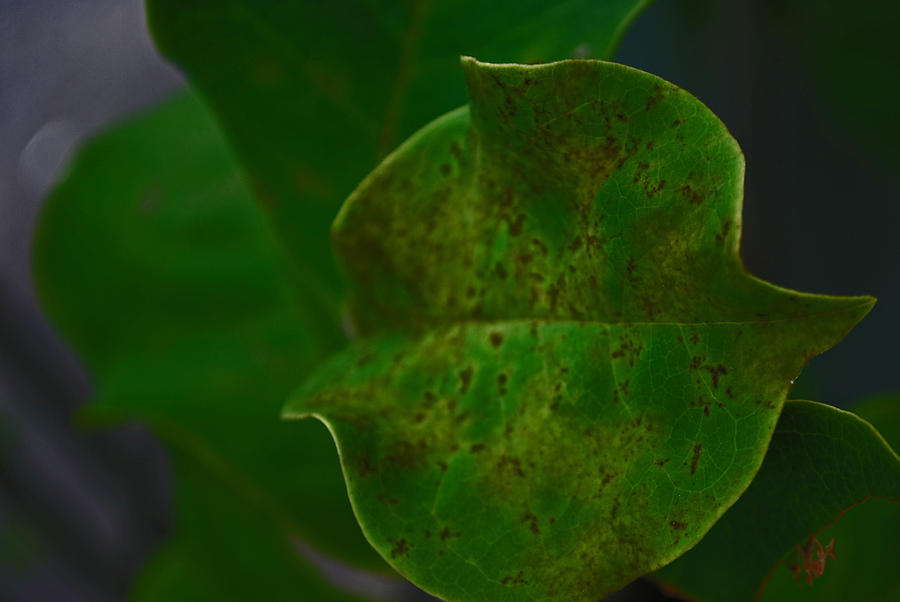 Nature Photograph - Macro Spotted Green Leaf by Michelle Cruz