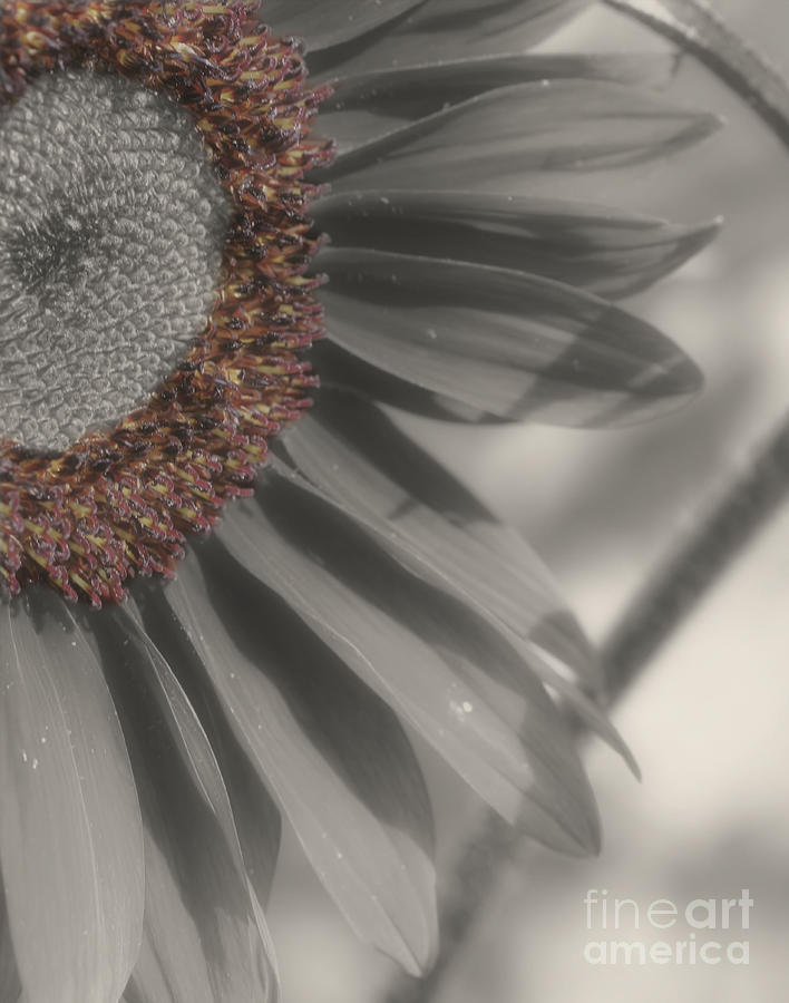 Sunflower In Partial Color #1 Photograph by Smilin Eyes Treasures