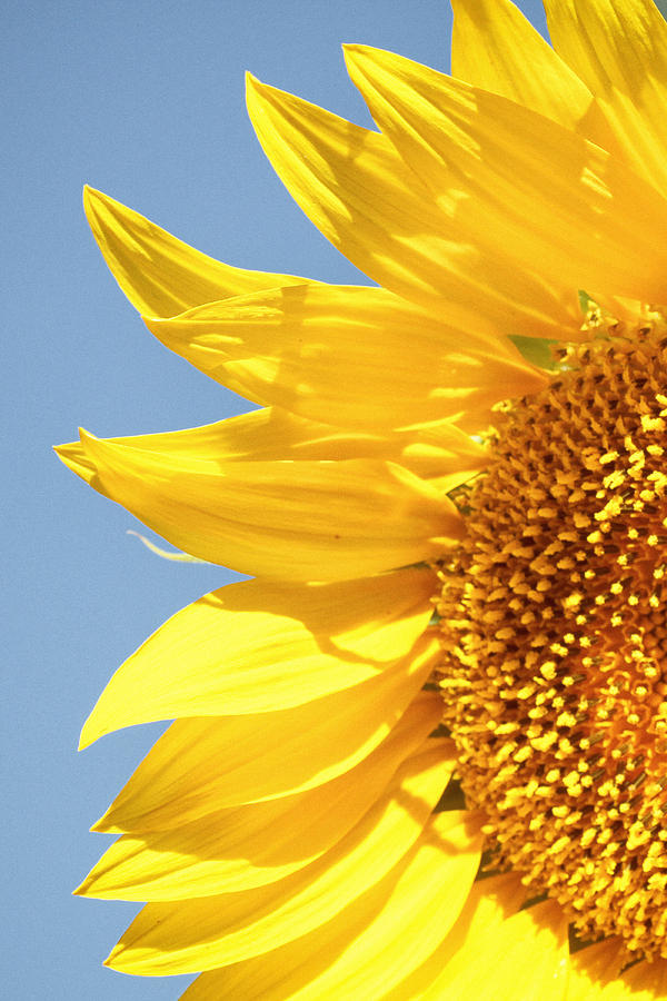 Macro Sunflower Photograph by Joe Myeress
