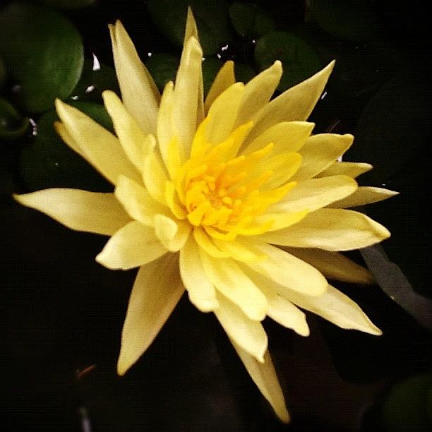 Flower Photograph - #macro_flower #macrogardener by Christina Pabustan