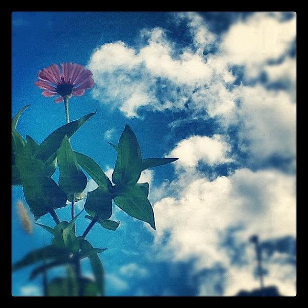 Flower Photograph - #macro_flower #macrooftheday by Christina Pabustan