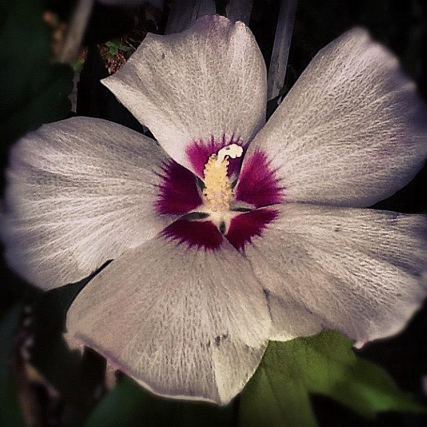 Flower Photograph - #macromania #macro_flower by Christina Pabustan