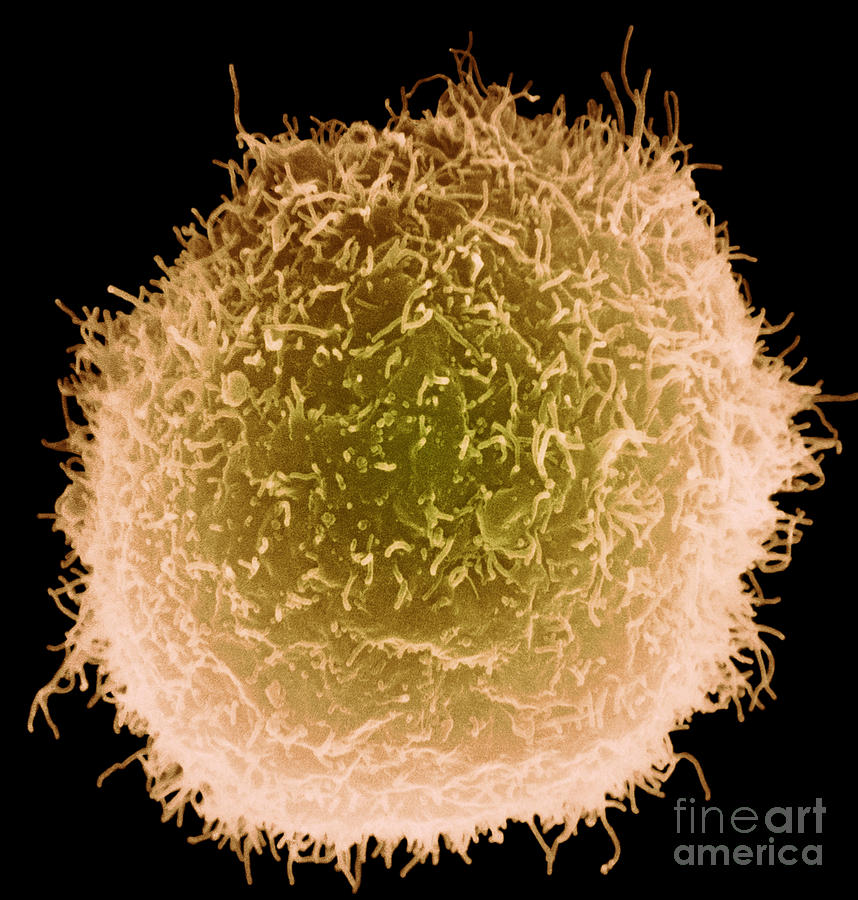 Macrophage Photograph by Science Source