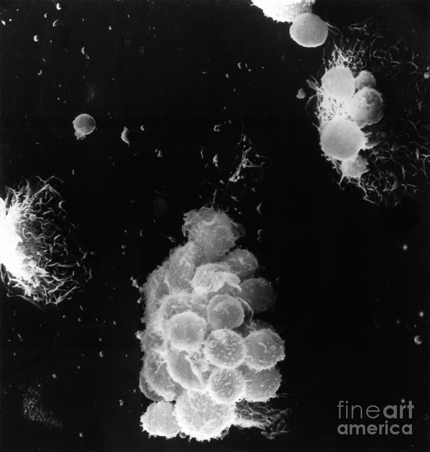 Macrophages Interacting With Lymphocytes Photograph by Science Source