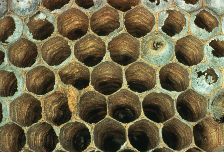 Wildlife Photograph - Macrophoto Of Cells Of A Wasps Nest by Dr Jeremy Burgess.