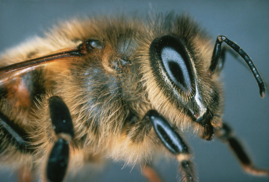 Macrophpoto Of The Head Of A Honey Bee Photograph by Dr. Jeremy Burgess