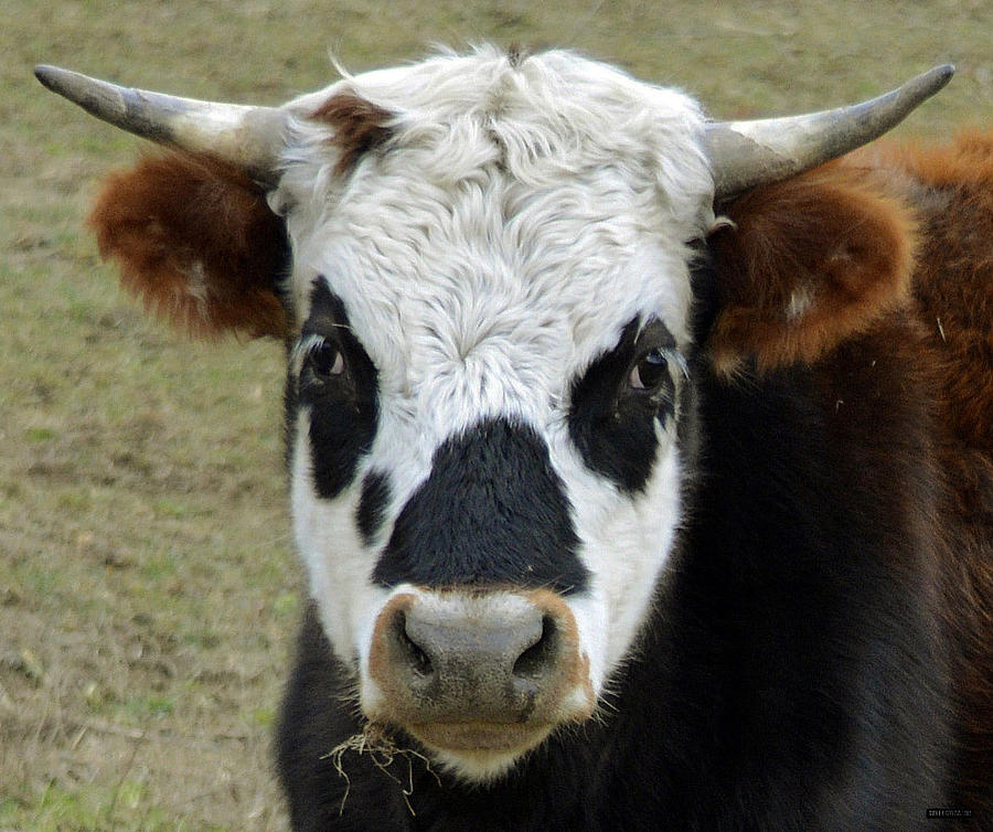 Mad cow Photograph by Brian Stevens