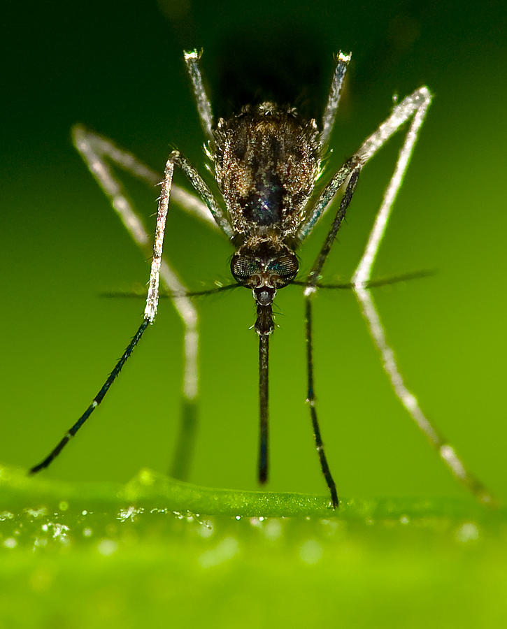 Spider Photograph - Mad Mosquito by Jeramie Curtice