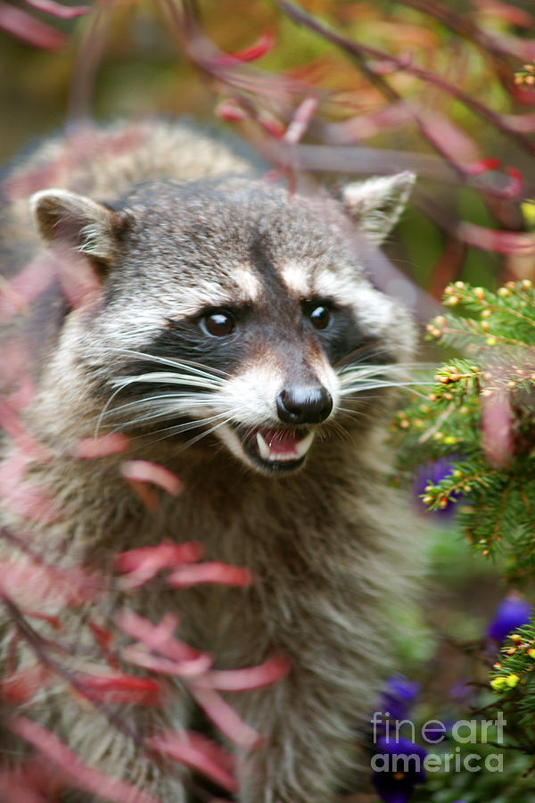 Mad Raccoon Photograph by Randy Harris