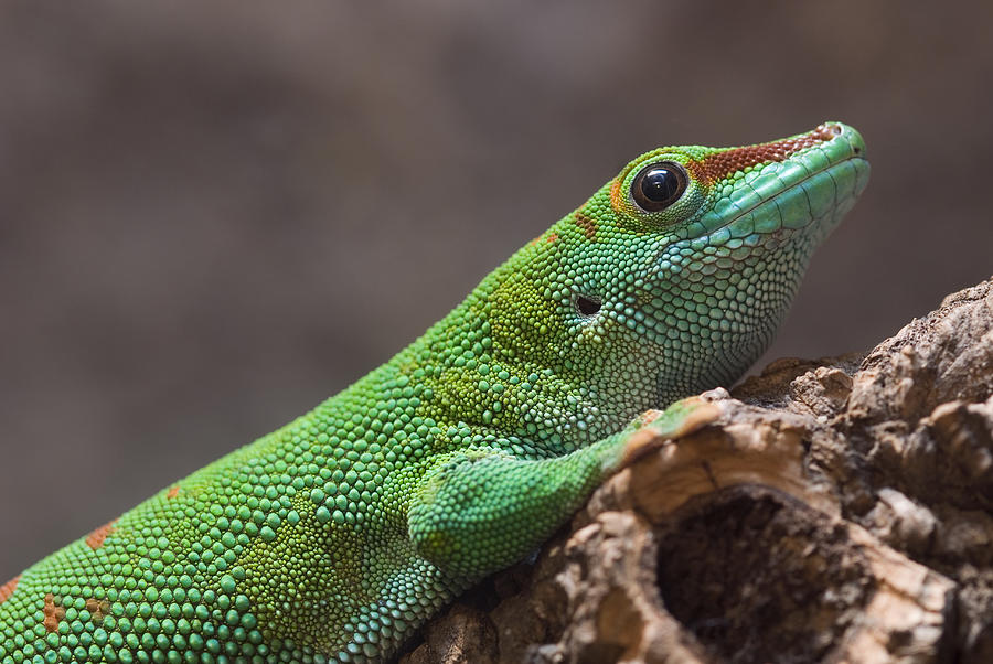 Madagascar Giant Day Gecko Phelsuma Photograph by Rich Reid