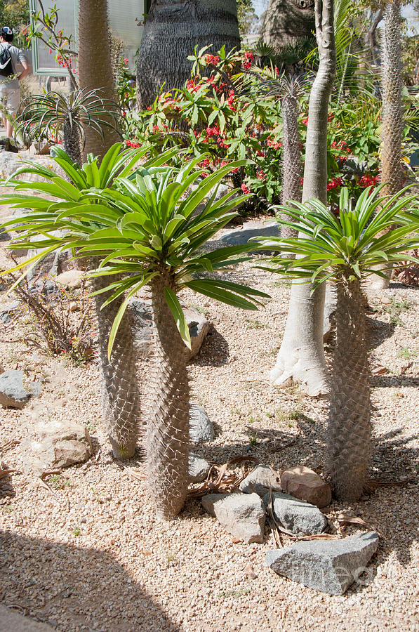 Madagascar Palms Digital Art by Carol Ailles