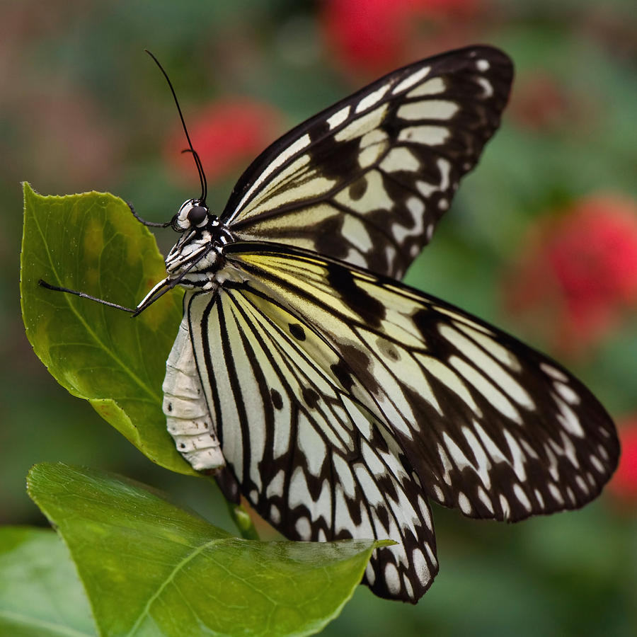 Madam Butterfly 2 Photograph by Joann Vitali
