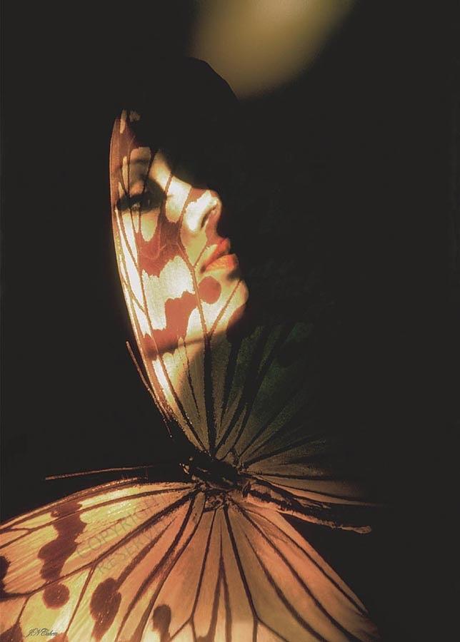 Butterfly Photograph - Madam Butterfly by John Neville Cohen