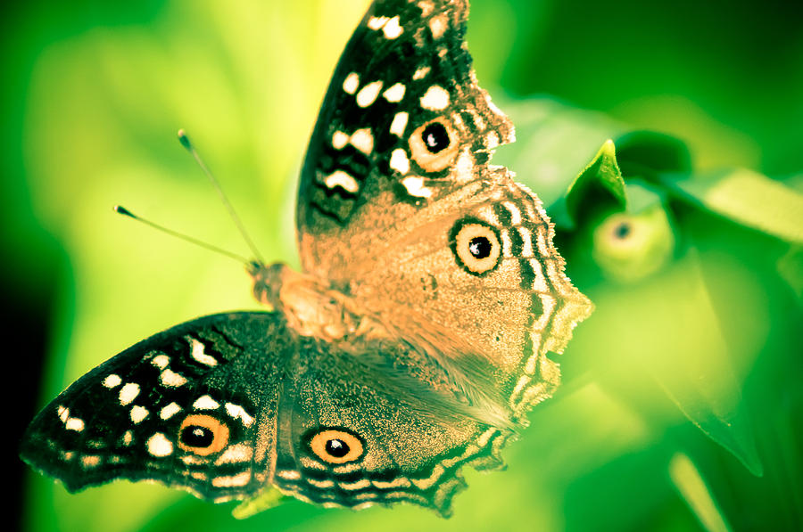 Butterfly Photograph - Madam Butterfly by Kornrawiee Miu Miu