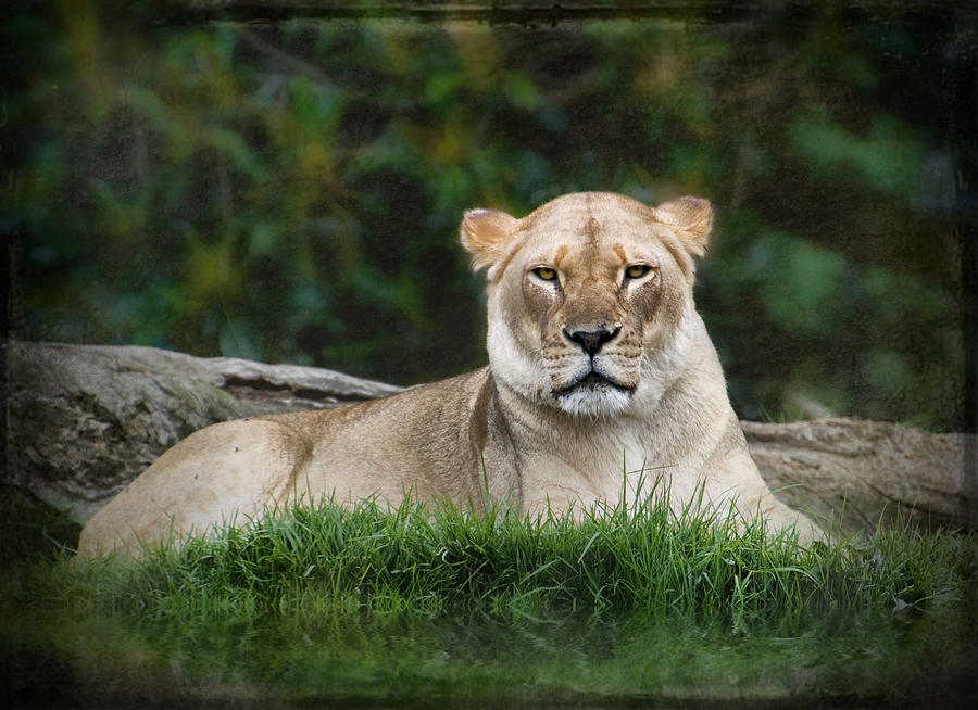 Lion Photograph - Madam Has Attitude by Kym Clarke