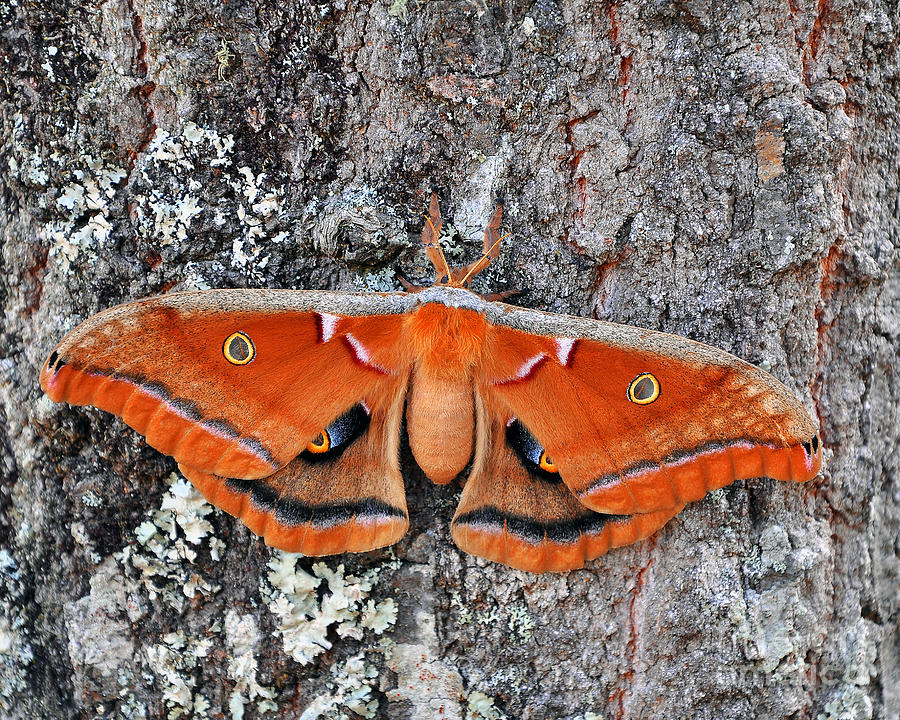 Madam Moth Photograph by Al Powell Photography USA