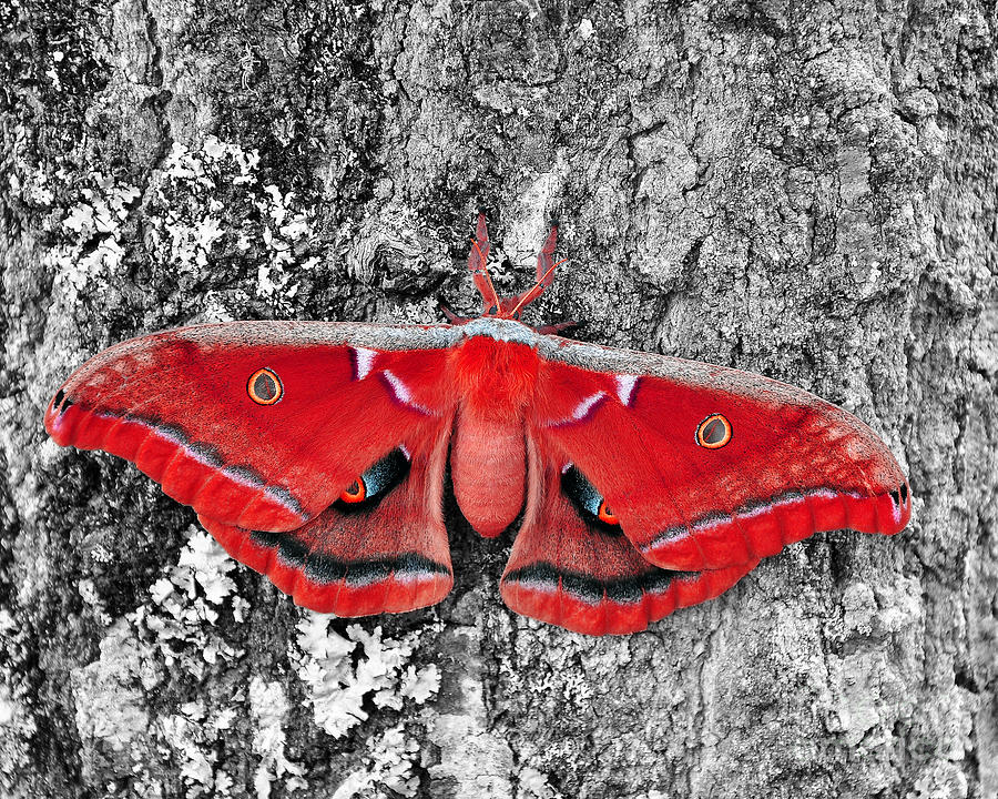 Madam Moth - Red White and Black Photograph by Al Powell Photography USA