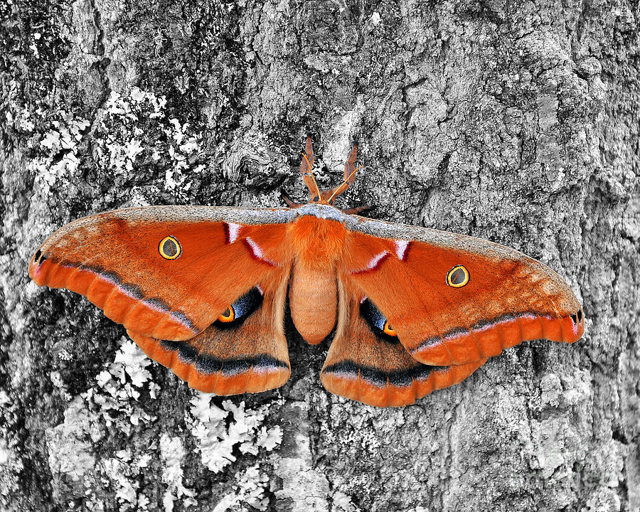 Madam Moth Selective Color Photograph by Al Powell Photography USA
