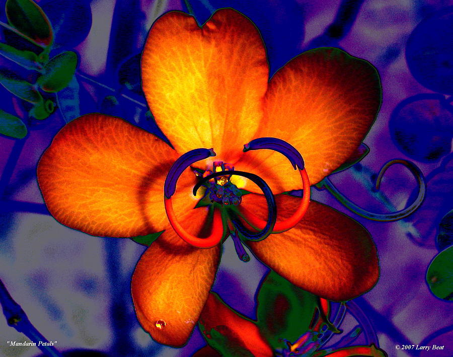 Mandarin Petals Digital Art by Larry Beat