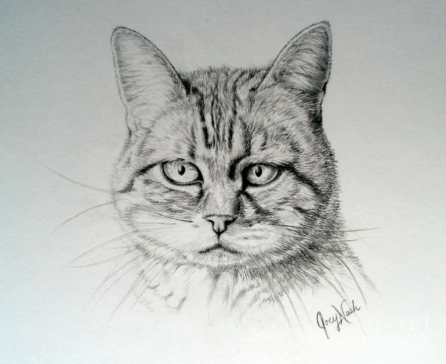 Cat Drawing - Madelaine by Joey Nash