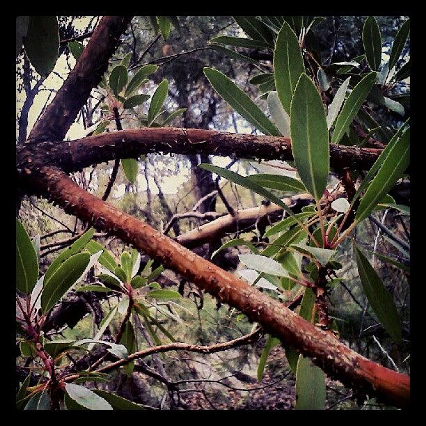 Botanical Photograph - Madrona Bark #botanical by Darcey Blue