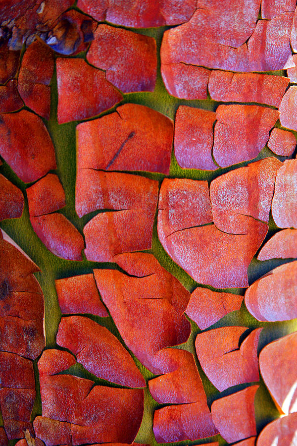 Madrone Photograph by Marie Jamieson